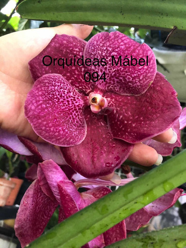 Imagen 8 de 10 de Orquídeas Vanda, Flor Muy Grande , Colores Exóticos A $1,200