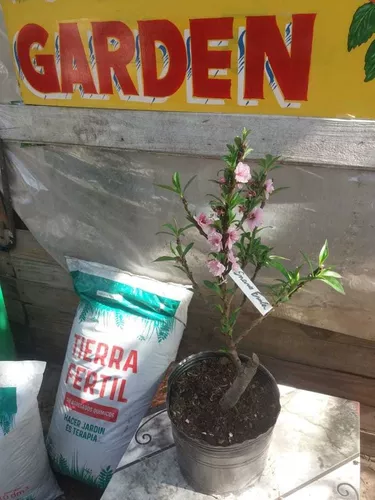 Planta De Durazno Enano en venta en General Rodríguez . . Oeste  por sólo $ 5,  Argentina