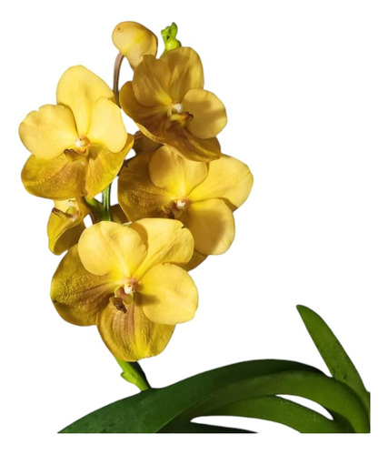 Orquídeas Vanda(varios Colores) (Usado)