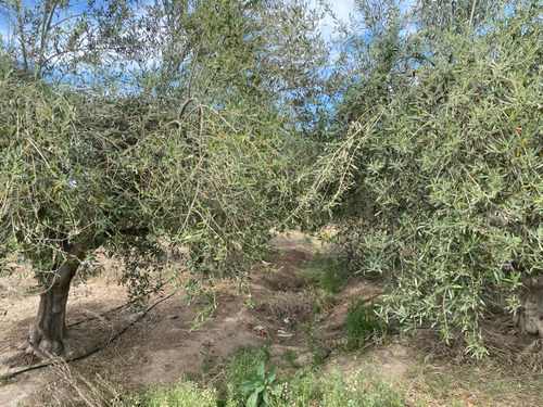 Venta De Finca Productiva En La Heras 31 Hs De Viñedos Y Riego Por Goteo
