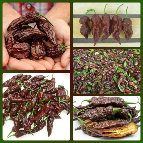 200 Sementes Pimenta Bhut Jolokia Chocolate.