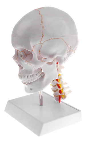 1: 1 Tamaño Natural Modelo De Cráneo Humano Con Vértebra