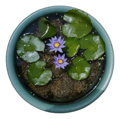 Flor De Loto Azul Enano, Planta Acuática Viva