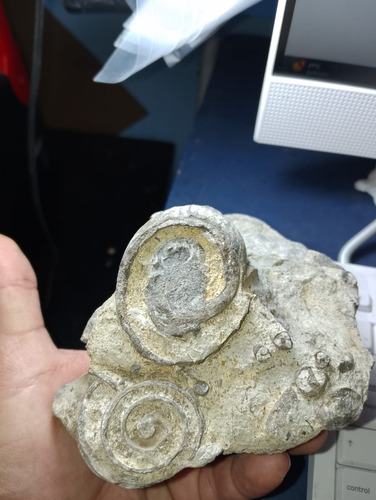 Gasterópodos Fósiles Naturales Colección Esp000622