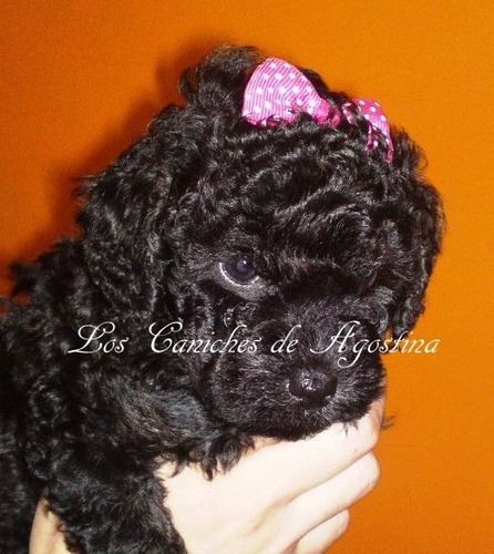 Caniches Miny. Negras