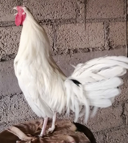 Gallos