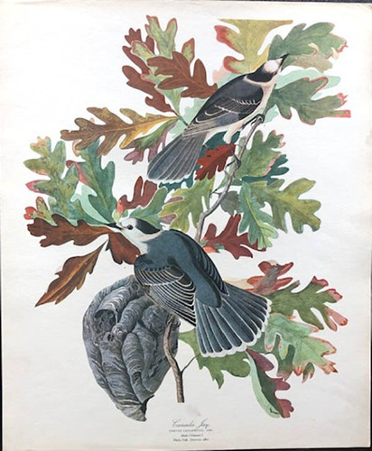 Antigua Lamina The Audubon Folio - Canada Jay - Urraca -