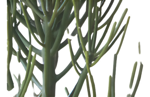 Euphorbia Tirucalli Arbol Sin Hojas. Enorme! Casi Dos Metros