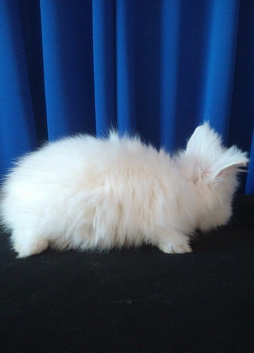 Conejo Cabeza De León Blanco Mascota