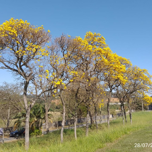 600 Sementes De Ipê Amarelo Cascudo, Do Cerrado, Ou Do Campo