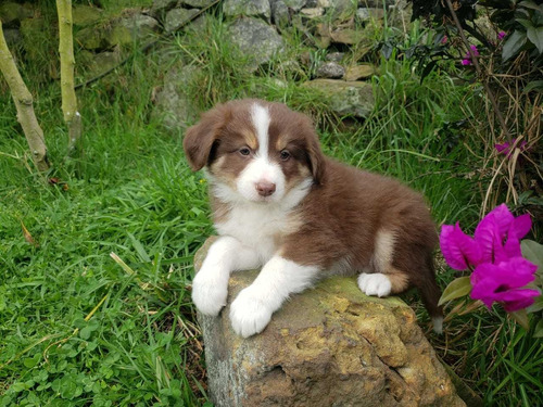 Preciosos Cachorros Border Collie Chocolate 100% Puros