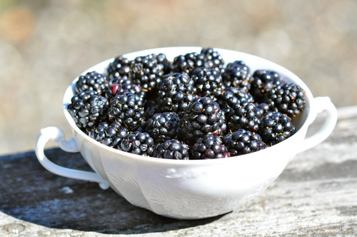 12 Sementes De Amora Preta Gigante - Blackberry Rubus Fruta