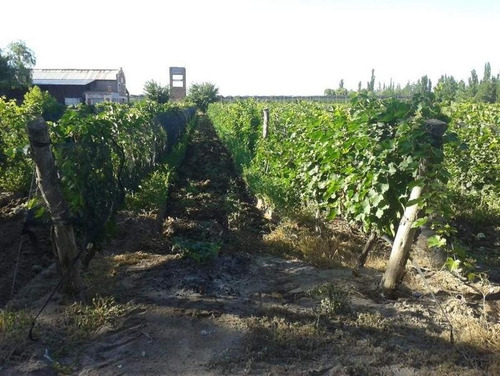 Imagen 16 de 30 de 3 Fincas Con Bodega En Venta Cañada Seca.
