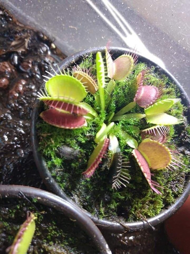 Imagen 5 de 5 de Plantas Carnivoras Venus Atrapamoscas Dioneas