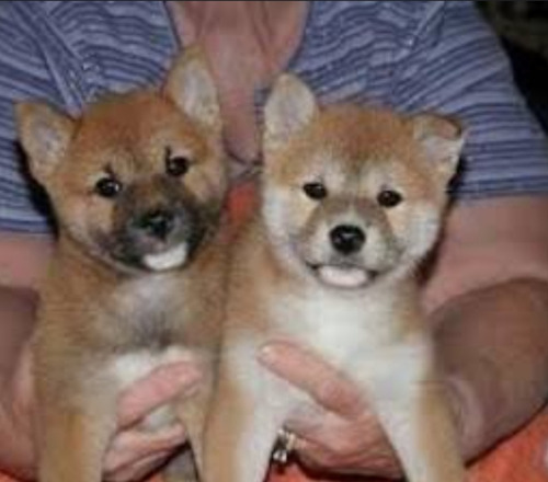 Shiba Inu Cachorros 