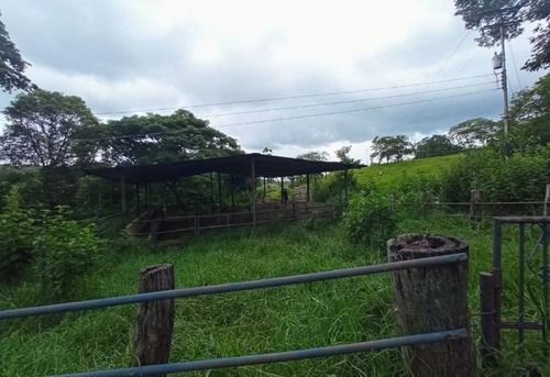 Imagen 12 de 30 de Vendo Finca En Tocuyito Vía Cachinche ( Dt )