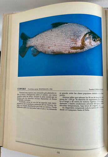 Peces De Agua Dulce De Venezuela - Benigno Román (Usado)