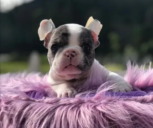 Bulldog Francés Pied Blue Merle Unico (Usado)