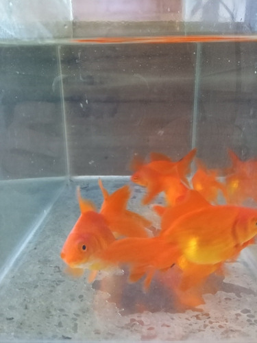 Carassius Golfish 10 Cm Peces Agua Fria Acuario Estanques