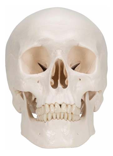 Cráneo Anatomía Medicina 3 Piezas