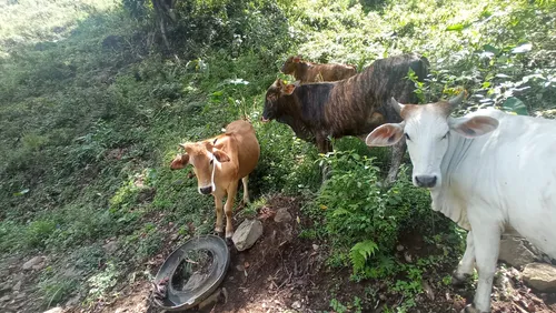 Venta Finca En La Montaña Cerca Al Lago Calima