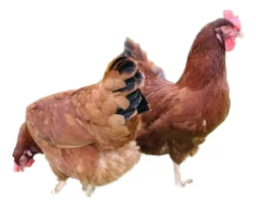 Ovos Galados Galinha Caipira