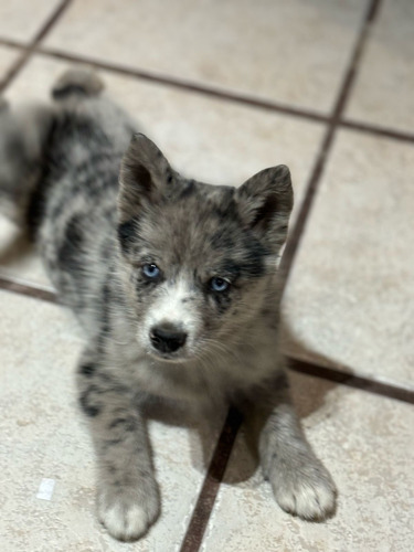 Cachorra Pomsky Color Exótica Merle Merle