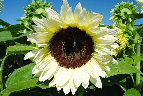 Semillas De Girasol Blanco White Nite Para Flor De Corte