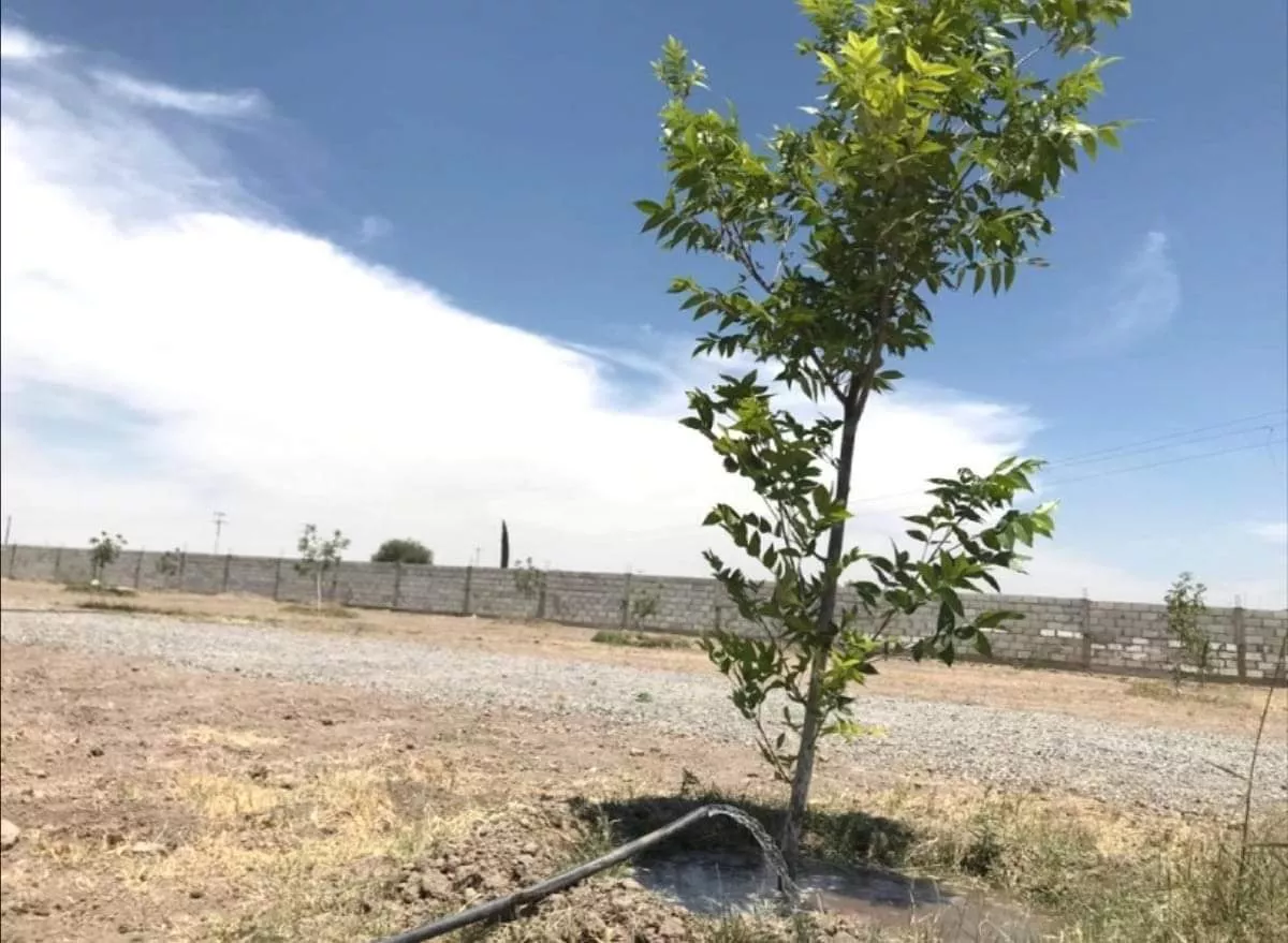 Se Vende Terreno Ejido Hormiguero Matamoros Coahuila