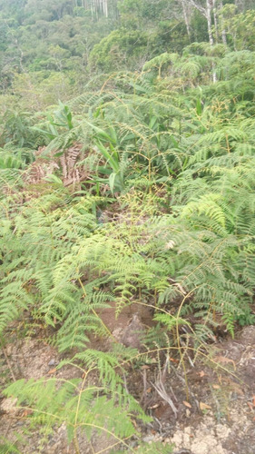 Imagem 10 de 14 de Chácara À Venda No Bairro Pomerânia - Guabiruba/sc - 2329c