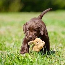 Comprar Cachorros Labrador Puros Criadero Golden Retriever Argentina