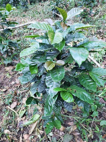 Finca Cafetera En Tachira
