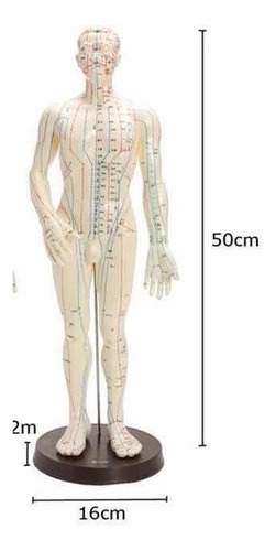 Modelo Muñeco Con Puntos De Acupuntura 50cm
