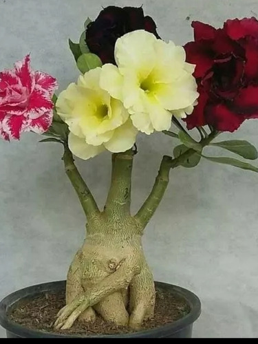 Adenium Flor De Desierto Grande 