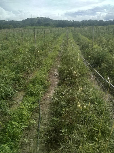 Imagen 25 de 28 de Finca En Venta En El Estado Guarico