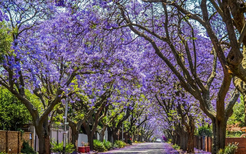 Semillas De Arbol Jacaranda