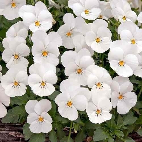 Sementes De Amor-perfeito Gigante Suiço Branco
