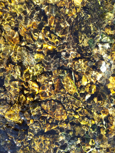 Cuadro 20x30cm Algas De Mar Playa Agua Green Biologia M11