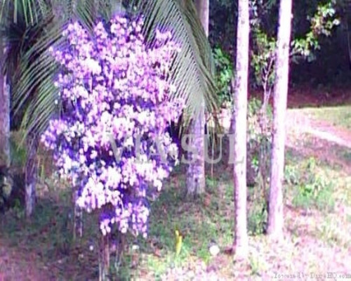 Imagem 21 de 30 de Sitio À Venda Em Juquitiba - 370 - 32982574