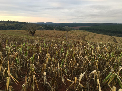 Imagem 10 de 15 de Fazenda Para Venda Em Piraju, Rural - Faz 133_1-1938778