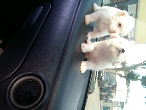 Vendo Cães Poodle Micro Toy Vacina Vermífugo