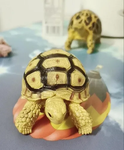 Awxzom Estatua De Tortuga Sulcata Stigmochelys Pardalis Leop