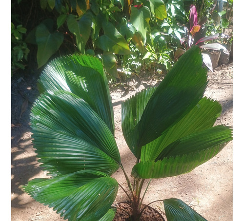Palmeira Licuala Grandis Leque 50 Cm - Retirar L Freitas Ba