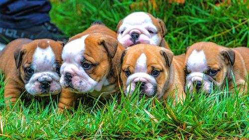 Bulldog Inglês Lindos Filhotes Canil Mantovani