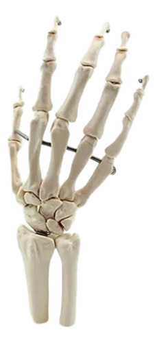 Modelo Anatomico De La Mano Humana Tamaño Real 22cm