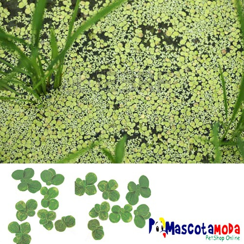 Lenteja De Agua Planta Flotante Purificadora Acuarios Estanq