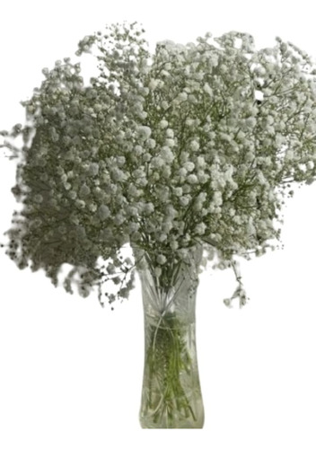 Flores Gypsophila Paniculata - Tamaño Grande 