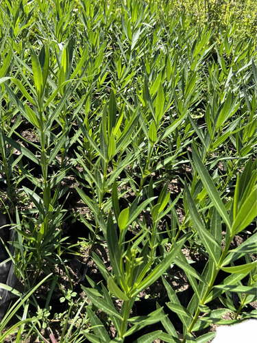 Planta Cerco Vivo Óleo Texano Olea Laurel De Flor Laurentino