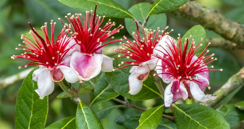 Semillas De Feijoa O Guayaba Del Brasil X 20 Unid.