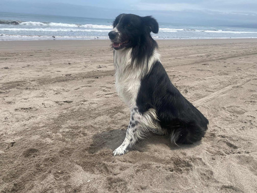 Border Collie Busca Novia